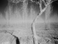 Valerio Bianco-3