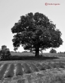 Provenza