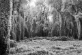 36-Carmagnola-